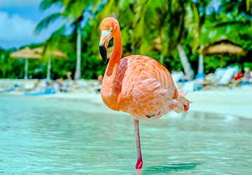 Island Escapes: Tropical Paradises You Havent Heard Of